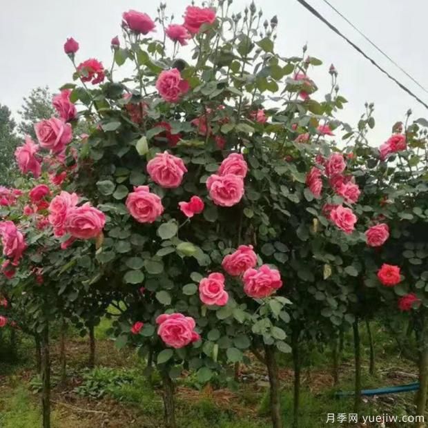 影響月季綻放的重要因素你知道是哪個(gè)嗎？(圖2)