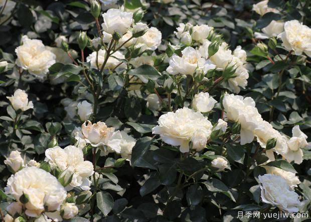 影響花朵***重要的因素你知道嗎？(圖2)