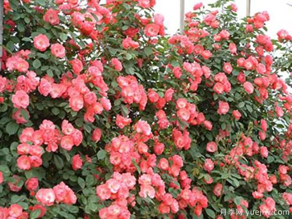 影響花朵***重要的因素你知道嗎？(圖1)