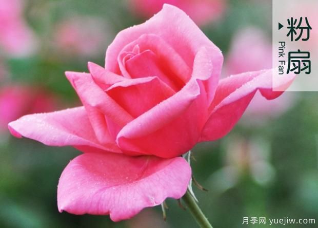 打造大花月季花園？分享大花月季種植和養(yǎng)護技術(圖2)
