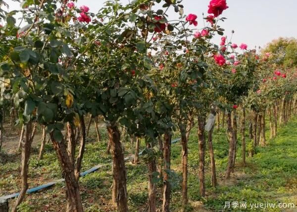 樹狀月季養(yǎng)植對水分有什么要求？(圖1)