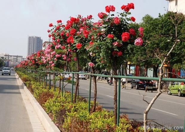 月季萌芽期，養(yǎng)護抓住這幾點不斷爆盆(圖1)