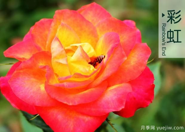 如何合理使用化學(xué)藥劑種好月季花？(圖1)