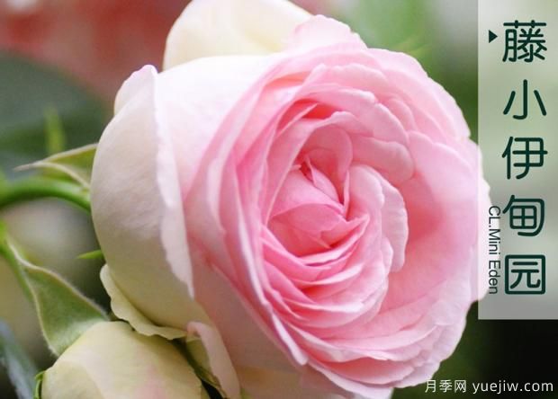 如何防止月季扦插“假活現(xiàn)象”？(圖1)
