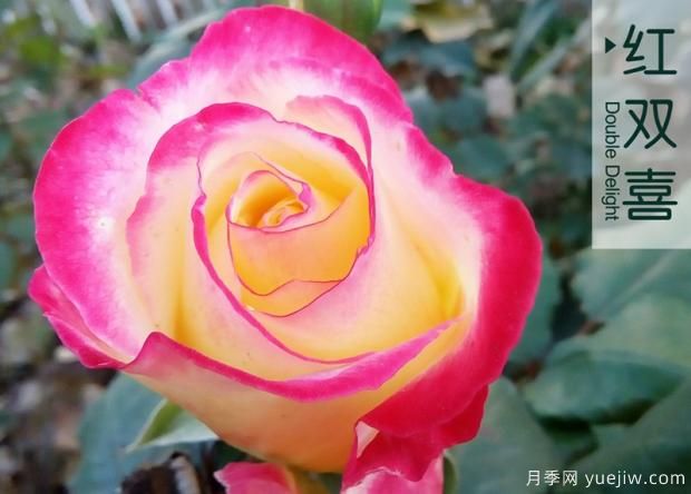 為什么月季老根便宜？月季花根怎么種植？(圖1)