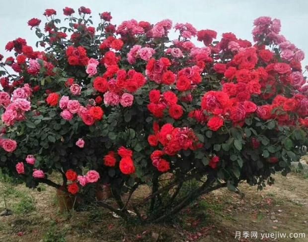 月季界的新寵——樹狀月季，好養(yǎng)又好看！(圖3)
