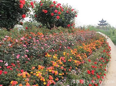 大花月季育殖新竅門！！(圖1)