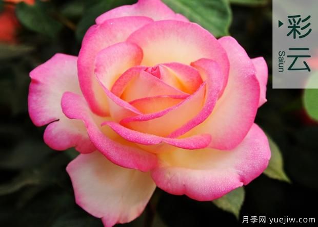 大花月季葉子發(fā)黃常見的原因有哪些？(圖1)
