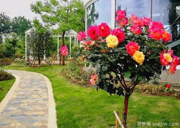 想買(mǎi)到好的月季小苗，可留意從三個(gè)方面選擇！(圖1)