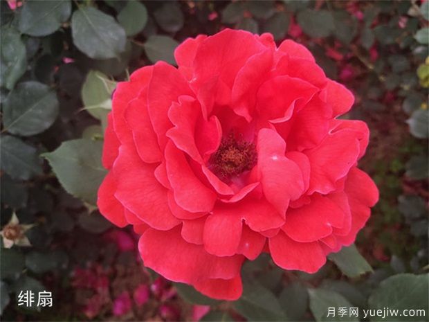 大花月季中的經(jīng)典種類你都知道幾個(gè)？(圖1)