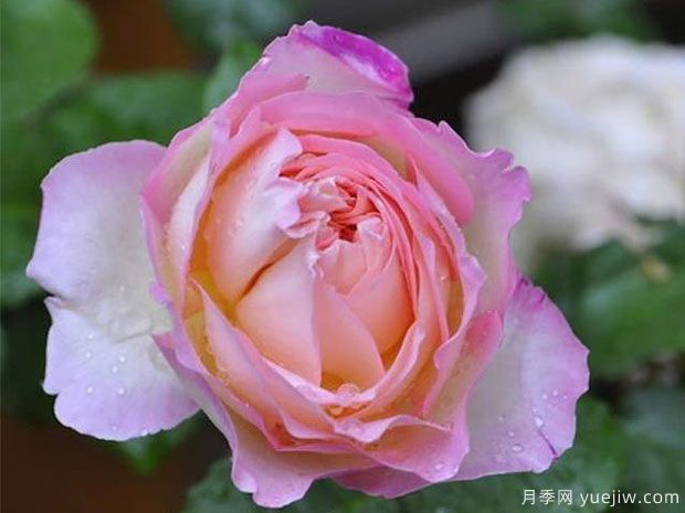 破曉月季養(yǎng)護(hù)方法有哪些？(圖1)