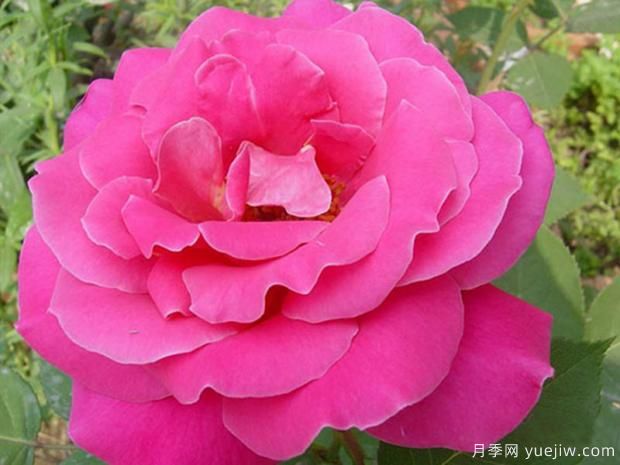 月季種植的灌溉技術(圖1)