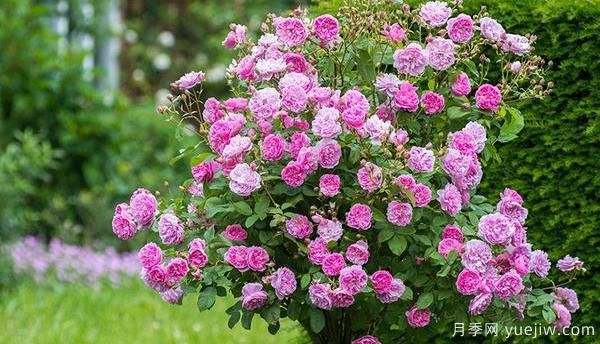 園林種植樹狀月季要怎樣正確施肥？(圖1)