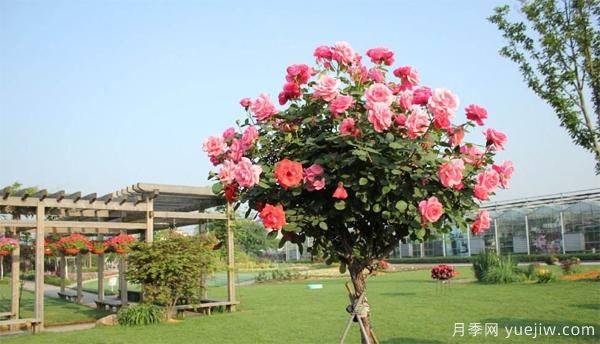 樹狀月季花苗秋天該不該修剪？(圖1)