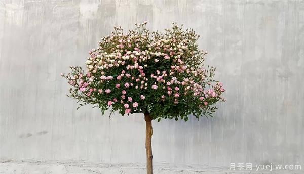為防止病蟲危害，月季花的花后修剪應(yīng)該怎樣修剪？(圖1)