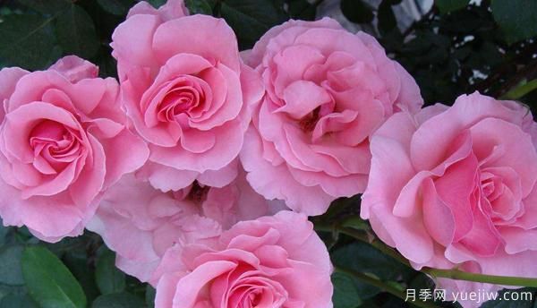 新手怎樣才能養(yǎng)好一枝剛扦插的樹(shù)狀月季？(圖1)
