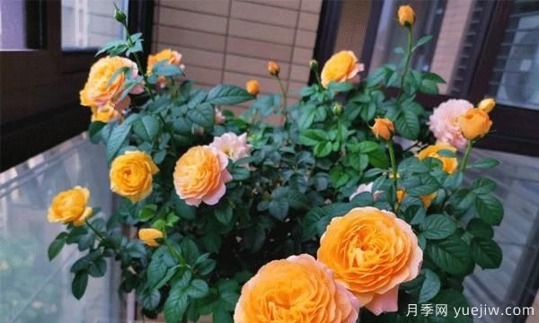 棒棒糖月季嫁接建議采用一些實(shí)生的薔薇，或者是月季來(lái)進(jìn)行操作(圖1)