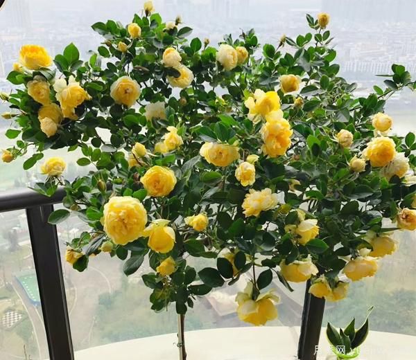 微型月季種植基保養(yǎng)自然環(huán)境和保養(yǎng)方式 很種重要，為花友們接觸煩惱(圖1)