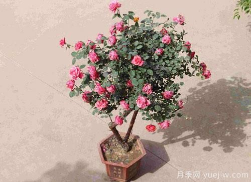 “花中皇后”，花色秀美，四季常開看月季之鄉(xiāng)的樹狀月季是如果養(yǎng)殖的？(圖1)