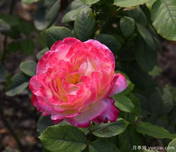 藤本月季修剪技巧簡(jiǎn)括分哪些？南陽(yáng)月季來(lái)解答(圖1)