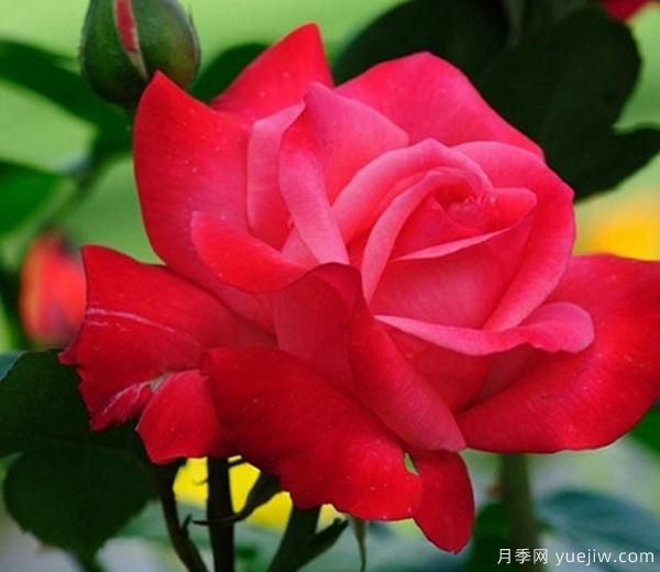 月季花養(yǎng)護，我們怎樣讓它成為真正的“月月紅”呢？(圖1)