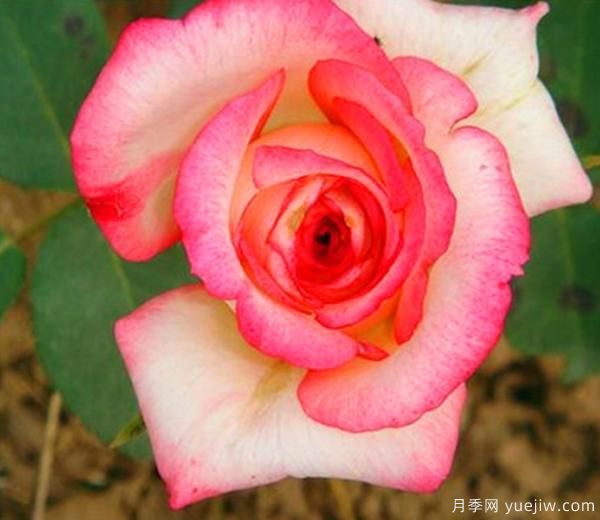 一般月季花哪個(gè)時(shí)期移栽會(huì)比較好？(圖1)