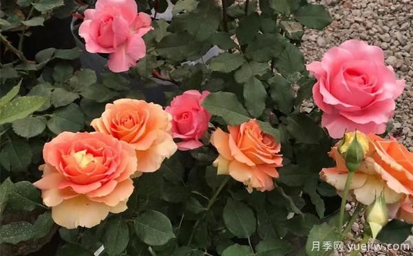 大花月季該怎樣養(yǎng)根呢？一起來(lái)了解下吧(圖1)