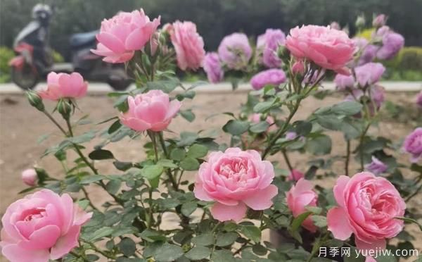 德州樹狀月季一般可以開多少次花？月季基地分享(圖1)