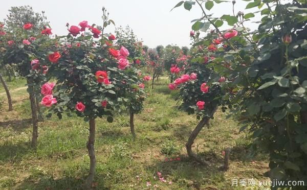 大花高桿月季關于拆桿后，技術方面如何管理的？(圖1)