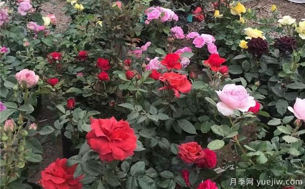 陽臺上栽盆栽月季，有什么種花知識呢？(圖1)