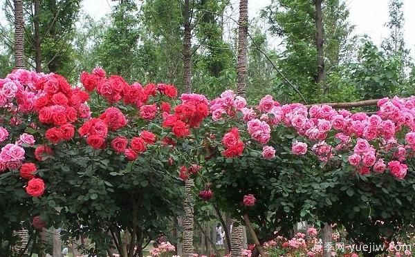 大花月季儲存也可做成干花呀，怎么處理呢？(圖1)