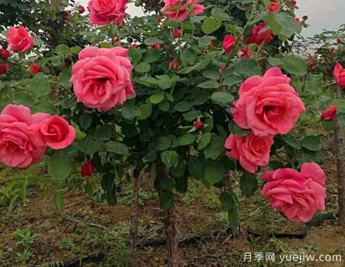 有的樹狀月季價(jià)格堪稱天價(jià)，這些樹狀月季的價(jià)格到底受什么因素影響？(圖1)