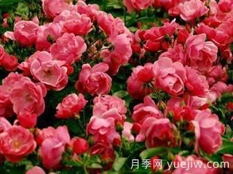 藤本月季你知道怎么養(yǎng)才更漂亮嗎？(圖1)