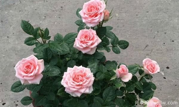想要把“花中皇后”月季養(yǎng)護(hù)好必須保持通風(fēng)良好，排水良好和溫度適宜(圖1)