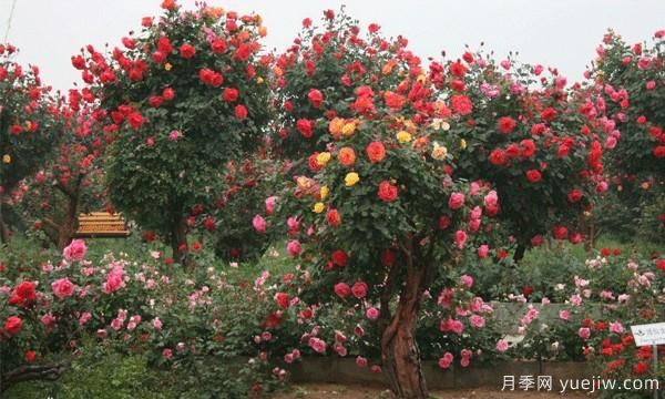 冬天種植庭院樹狀月季有什么是需要注意的？(圖1)