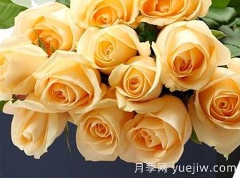月季基地告訴你切花月季是什么意思呢？什么叫切花月季呢？(圖1)