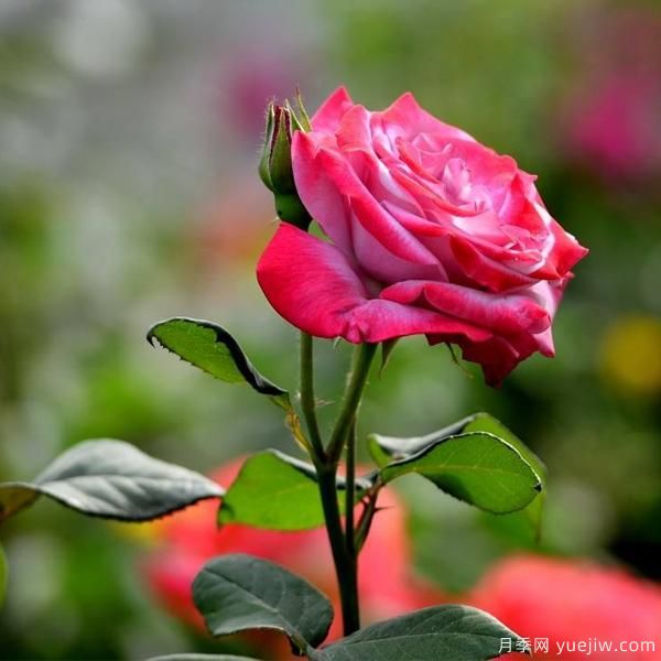 月季人稱(chēng)花中皇后，那么它開(kāi)花的關(guān)鍵是什么？(圖1)