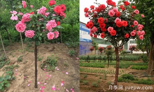 河南樹狀月季基地提醒，盡量別在網(wǎng)上購月季了(圖1)