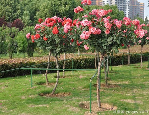庭院樹狀月季種養(yǎng)，土壤問(wèn)題也要選對(duì)！(圖1)