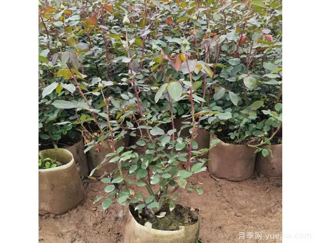 月季花河北月季花在四個季節(jié)中，修剪辦法是怎樣的呢？(圖1)