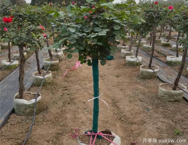 樹狀月季的移栽時間、苗木處理和養(yǎng)護(hù)辦法！(圖1)