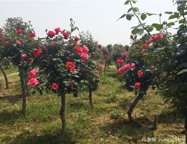 怎樣能夠讓你的樹(shù)狀月季開(kāi)花多呢？(圖1)