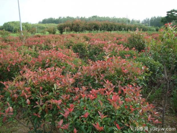 如何對(duì)紅葉石楠進(jìn)行施肥？(圖1)