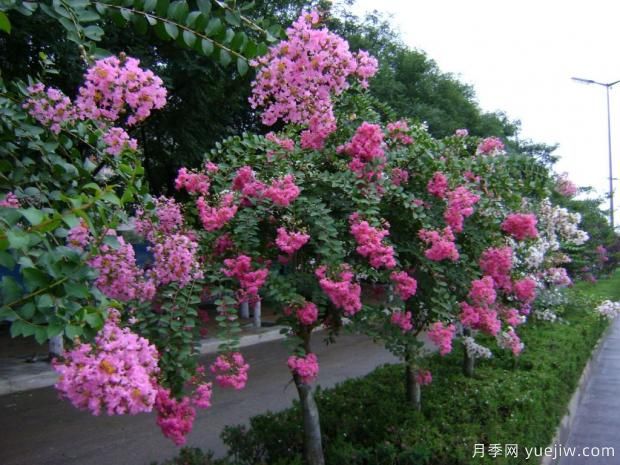 紫薇樹什么時(shí)候移栽比較好？***佳時(shí)間(圖1)