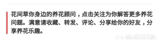 常見的花卉生長調(diào)節(jié)劑都有哪些？它們都起什么作用？(圖5)