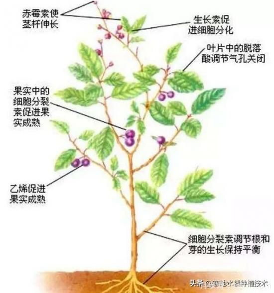 常見的花卉生長調(diào)節(jié)劑都有哪些？它們都起什么作用？(圖7)