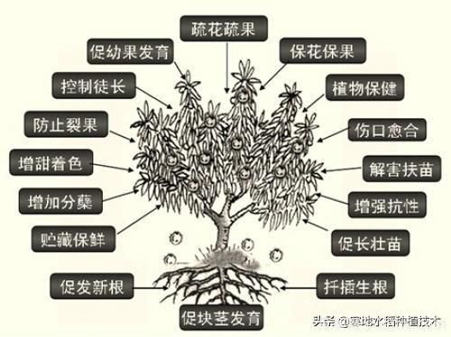 常見的花卉生長調(diào)節(jié)劑都有哪些？它們都起什么作用？(圖6)