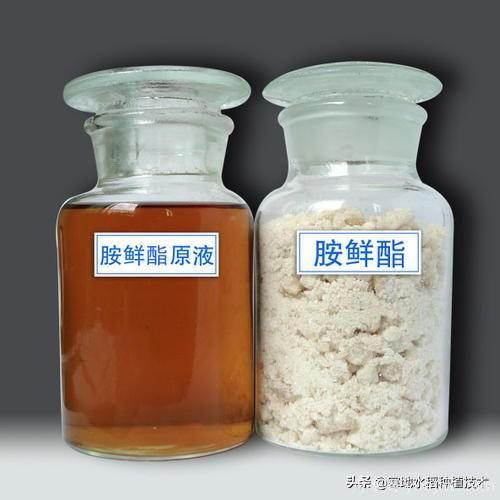 常見的花卉生長調(diào)節(jié)劑都有哪些？它們都起什么作用？(圖8)