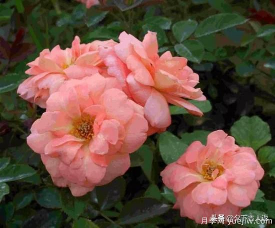 大花濃香抗病豐花月季品種？(圖1)