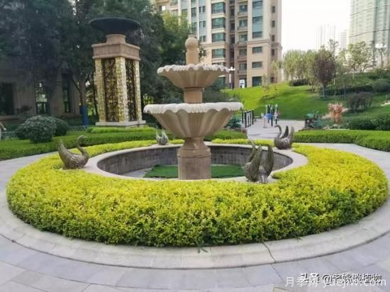 金葉女貞園林用途有哪些？(圖3)